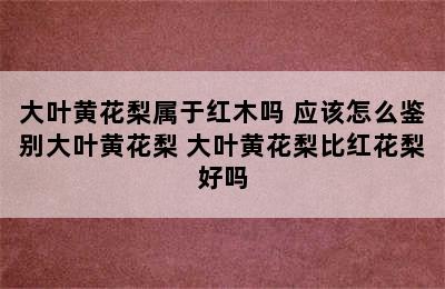 大叶黄花梨属于红木吗 应该怎么鉴别大叶黄花梨 大叶黄花梨比红花梨好吗